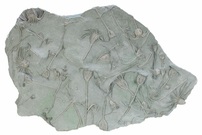 Incredible Crinoid (Glyptocrinus) Plate - Maysville, Kentucky #280275